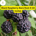 Black Raspberry Plants Bare Root Starter 10 Mysore Rubus niveus Perennial Fruit Shrubs