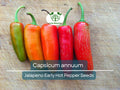 Jalapeno Early Hot Pepper Seeds – Capsicum annuum, Heirloom, Medium-Sized, Spicy for Gardening & Cooking