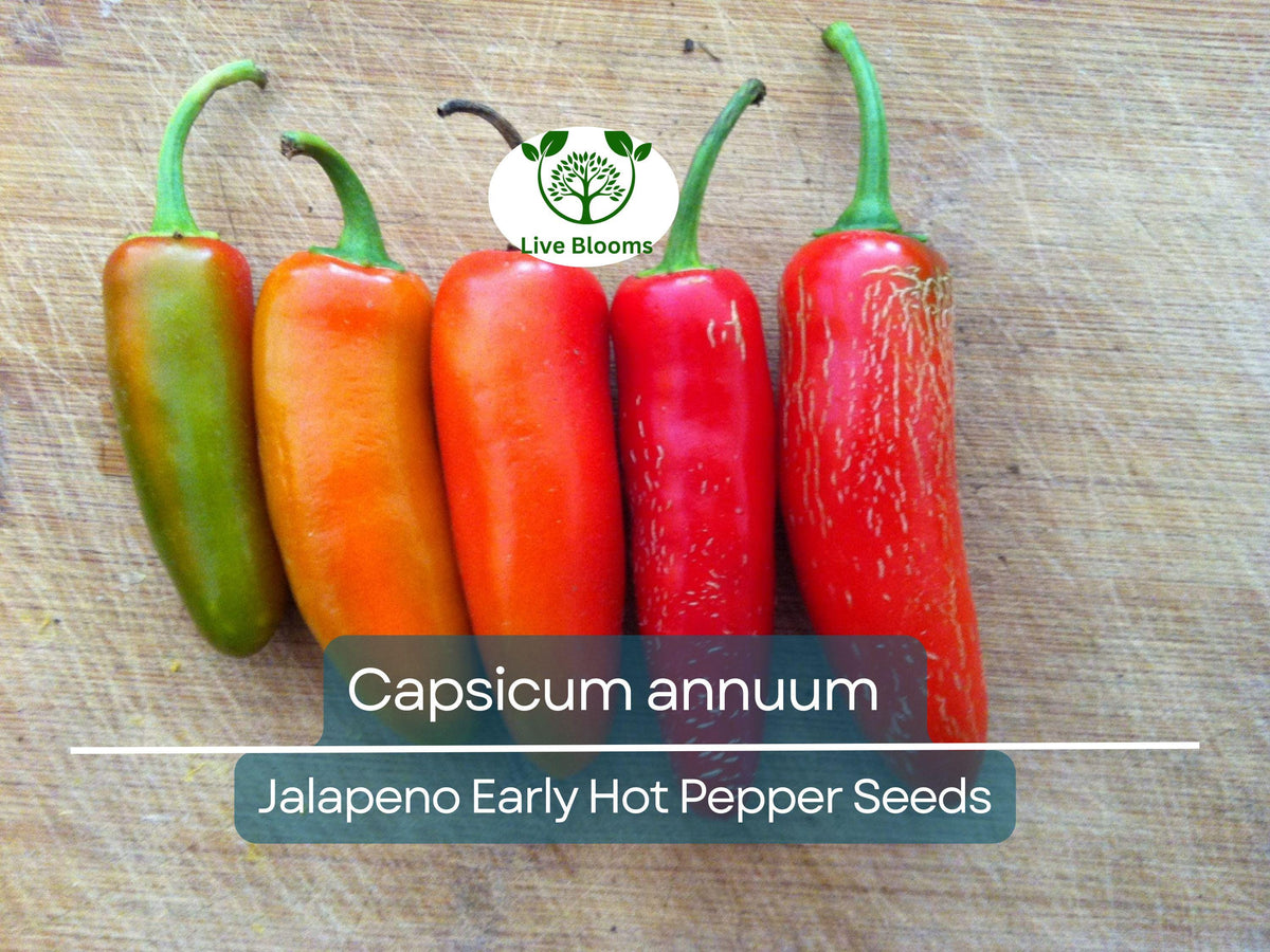 Jalapeno Early Hot Pepper Seeds – Capsicum annuum, Heirloom, Medium-Sized, Spicy for Gardening & Cooking