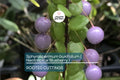 Neotropical Blueberry Rooted Cutting | Rare Tropical Fruit Plant | Sphyrospermum buxifolium | Exotic Foliage & Fruit