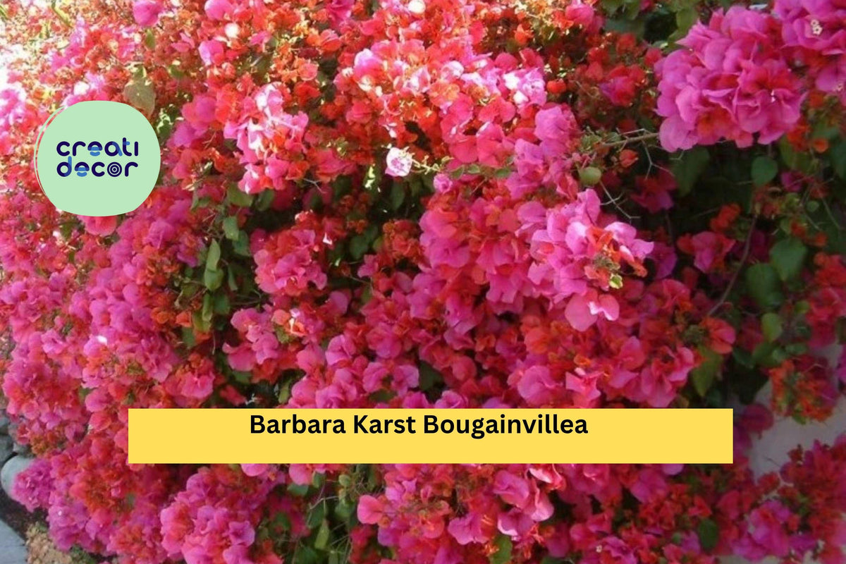 Barbara Karst Bougainvillea Bare Root Starter Plant – Red-Pink Bracts, Tropical Vine, Bougainvillea glabra 'Barbara Karst'