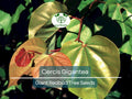 Cercis Gigantea Seeds - 10 Pack, Giant Redbud Tree for Landscaping, Gardens, Bonsai, Ornamental Flowering Tree