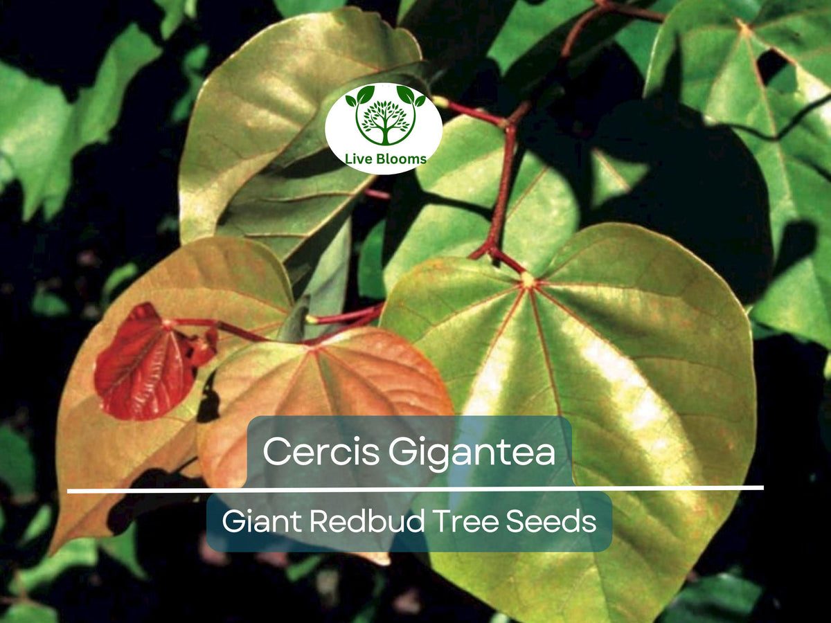 Cercis Gigantea Seeds - 10 Pack, Giant Redbud Tree for Landscaping, Gardens, Bonsai, Ornamental Flowering Tree