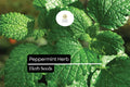 2000 Peppermint Seeds (Mentha × piperita) – Aromatic Culinary Herb for Tea, Essential Oils, Garden, Container Cultivation