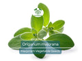 Marjoram Seeds – 400 Non-GMO Heirloom Organic Herb for Culinary & Garden Use (Origanum majorana)
