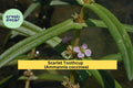 Scarlet Toothcup Seeds 1000 Ammannia coccinea Native Wetland Wildflower for Pond Edges & Rain Gardens