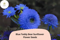 50 Blue Teddy Bear Sunflower Seeds | Rare Fluffy Bloom | Unique Garden Flower | Non-GMO | Perfect for Borders, Beds & Pots