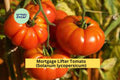 Mortgage Lifter Tomato Plants – Live Heirloom Starter Set of 4, Pink-Red Fruits, Solanum lycopersicum