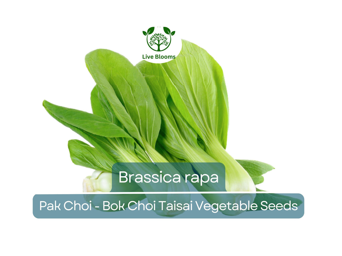 Pak Choi Bok Choi Taisai Seeds - Brassica rapa Heirloom Asian Green for Gardening & Culinary Use