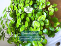 Organic Swedish Ivy Unrooted Cuttings 4" Plectranthus Verticillatus for Indoor Propagation & Houseplant