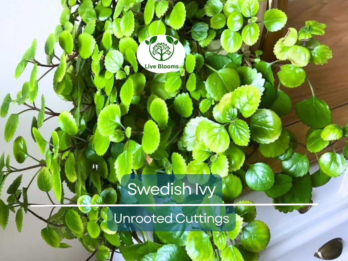 Organic Swedish Ivy Unrooted Cuttings 4" Plectranthus Verticillatus for Indoor Propagation & Houseplant