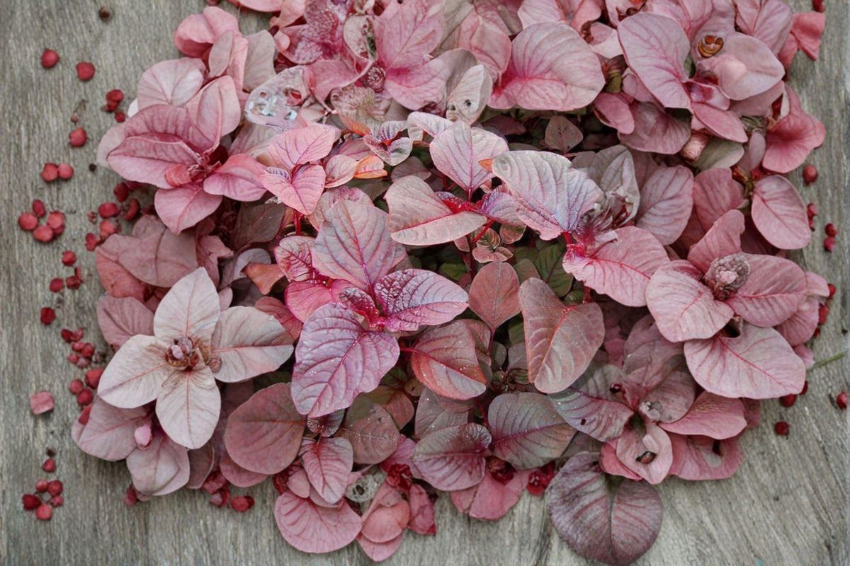Red Garnet Amaranth Seeds – Edible & Ornamental Plant, Amaranthus tricolor, 100 Seeds