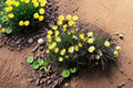 Tufted Dwarf California Poppy Seeds – Eschscholzia caespitosa Native Wildflower, Compact Annual for Borders & Rock Gardens (100 Seeds)