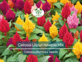 Celosia Plumosa Seeds, Lilliput Kewpie Mix, Dwarf Annual Flowers for Borders & Containers, Vibrant Feathery Blooms, Non-GMO, Easy to Grow