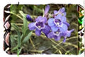 100 mg Penstemon nitidus Seeds – Waxleaf Beardtongue Native Wildflower for Pollinator Gardens, Bees, Butterflies, Hummingbirds