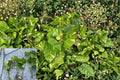 Golden Queen Pothos Cuttings, Variegated Epipremnum aureum, Trailing Houseplant, Indoor Garden, Hanging Basket
