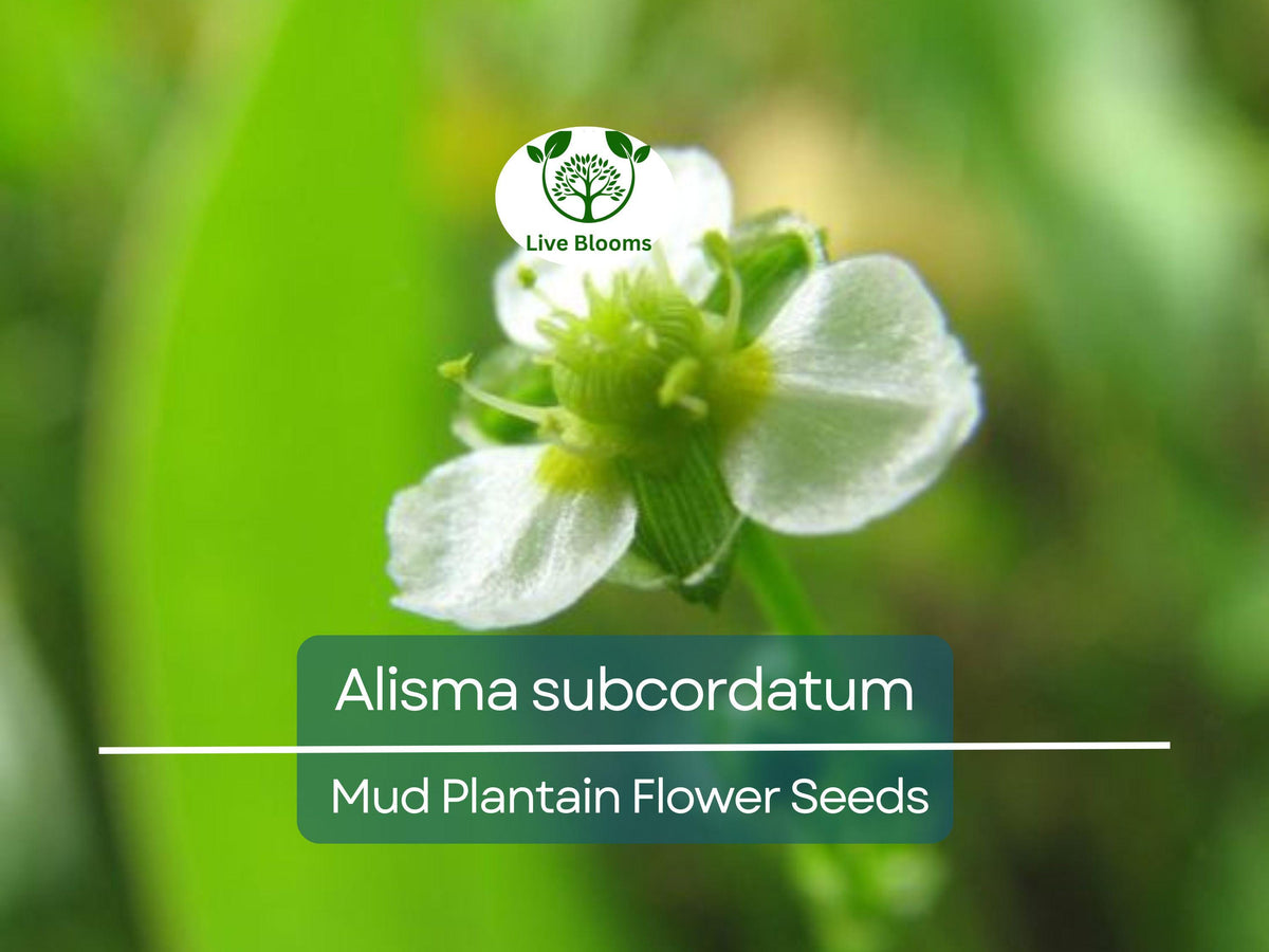 250 mg Alisma subcordatum Seeds | Native Aquatic Perennial for Ponds, Wetlands & Wildlife Habitats