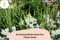 Everlasting White Sweet Pea Seeds | Perennial Climbing Vine with White Flowers | Lathyrus latifolius | 50+ Seeds