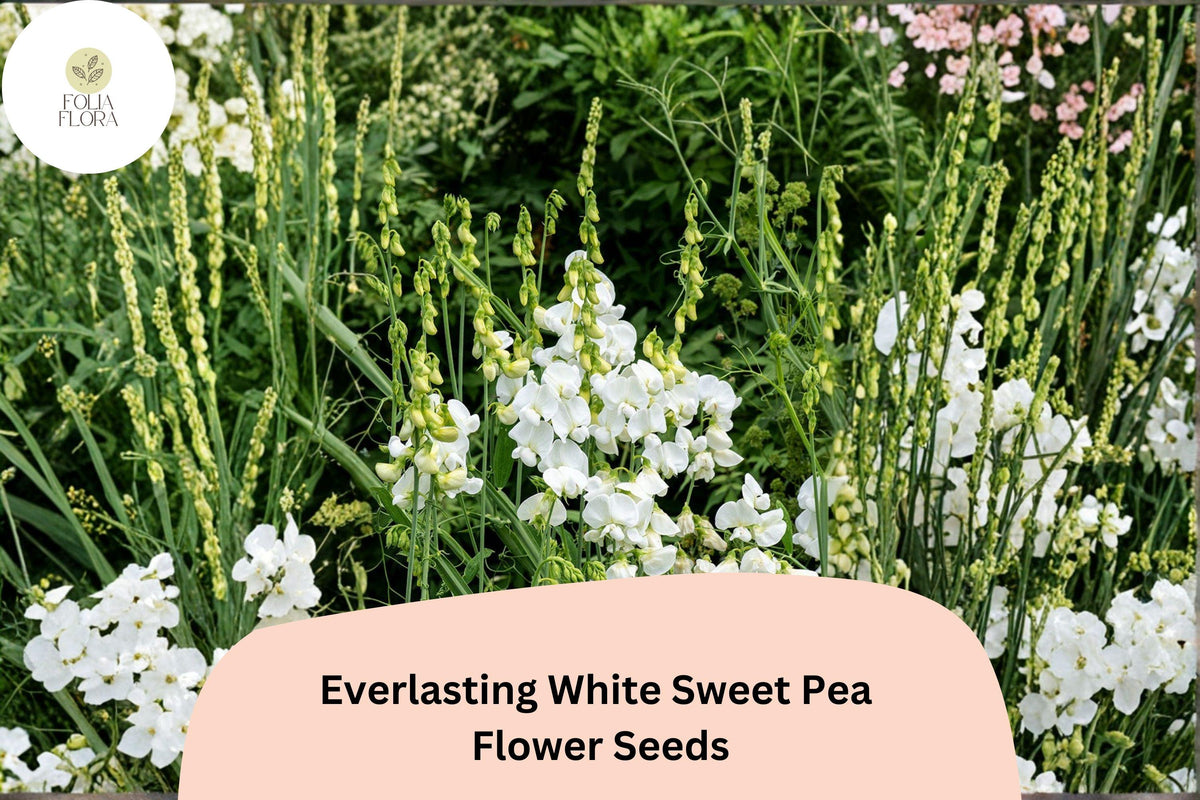 Everlasting White Sweet Pea Seeds | Perennial Climbing Vine with White Flowers | Lathyrus latifolius | 50+ Seeds