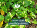 Golden Pothos Cuttings – Live Bare Rooted Plants, Epipremnum aureum, 3–6" Trailing Houseplant, Indoor/Outdoor Air Purifier