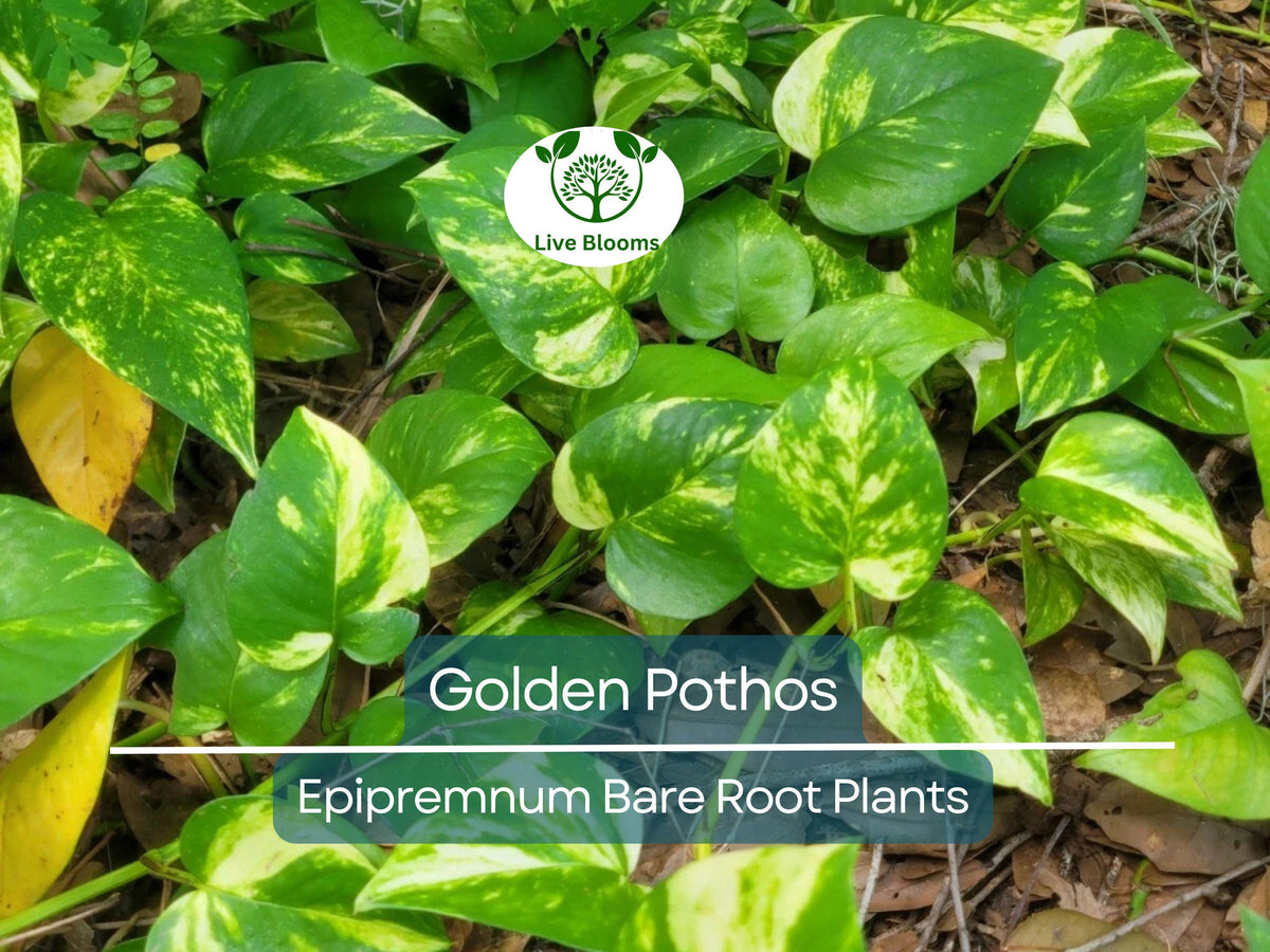 Golden Pothos Cuttings – Live Bare Rooted Plants, Epipremnum aureum, 3–6" Trailing Houseplant, Indoor/Outdoor Air Purifier