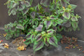 Red Stripe Amaranth Seeds, Edible Tricolor Leaf, Heirloom Amaranthus tricolor, Microgreens & Vegetable Garden Pack