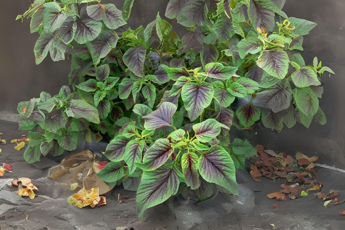 Red Stripe Amaranth Seeds, Edible Tricolor Leaf, Heirloom Amaranthus tricolor, Microgreens & Vegetable Garden Pack