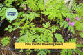 Pink Bleeding Heart Plants – 5 Bare Root Dicentra spectabilis Perennials with Heart-Shaped Pink Flowers for Shade Gardens