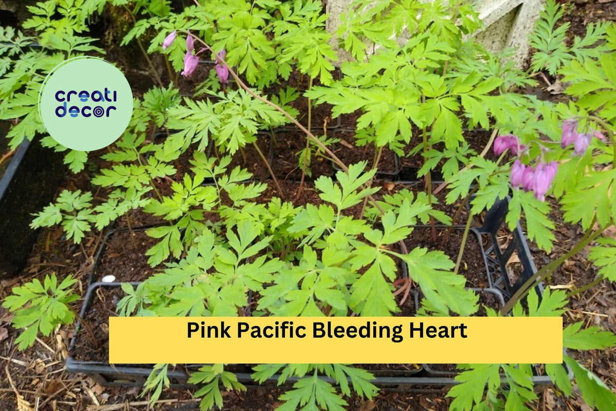 Pink Bleeding Heart Plants – 5 Bare Root Dicentra spectabilis Perennials with Heart-Shaped Pink Flowers for Shade Gardens