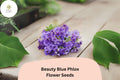 100+ Beauty Blue Phlox Seeds – Perennial Garden Flowers, Phlox paniculata, Blue Blooms, Butterfly & Hummingbird Attractant
