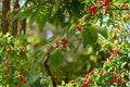 Mountain Winterberry Seeds – Ilex montana Native Deciduous Holly with Red Berries for Wildlife Gardens (10 Seeds)