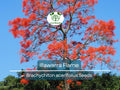 Illawarra Flame Tree Seeds | Brachychiton acerifolius | Red Flowered Bottle Tree | Exotic Australian Native Plant | Drought-Tolerant Landscaping