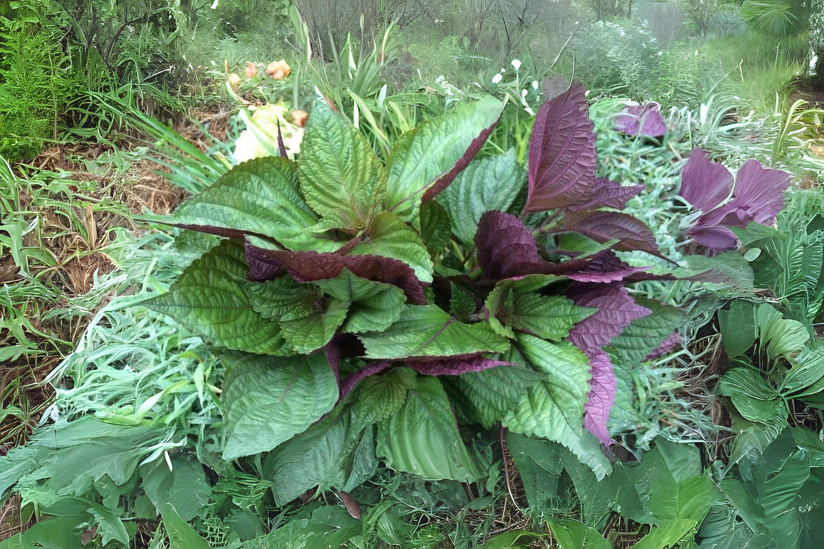 Red Leaf Perilla Shiso Seeds – 400 Pack, Korean & Japanese Culinary Herb, Perilla frutescens var. crispa