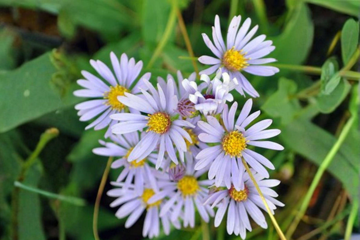 100 Blue Aster Seeds – Symphyotrichum laeve – Native Wildflower for Pollinators & Fall Blooms