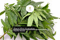 100mg Black Mint Seeds Tagetes minuta Huacatay | Aromatic Herb, Non-GMO, Culinary Uses, Easy to Grow, Unique Flavor, Annual