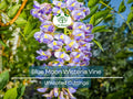 4 Wisteria Blue Moon Unrooted Cuttings - Propagate Wisteria macrostachya Flowering Vine for Garden, Trellises, and Landscaping