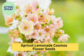 Apricot Lemonade Cosmos Seeds - 200+ Rare Pastel Annual Flowers for Gardens, Borders & Pollinators - Cosmos bipinnatus