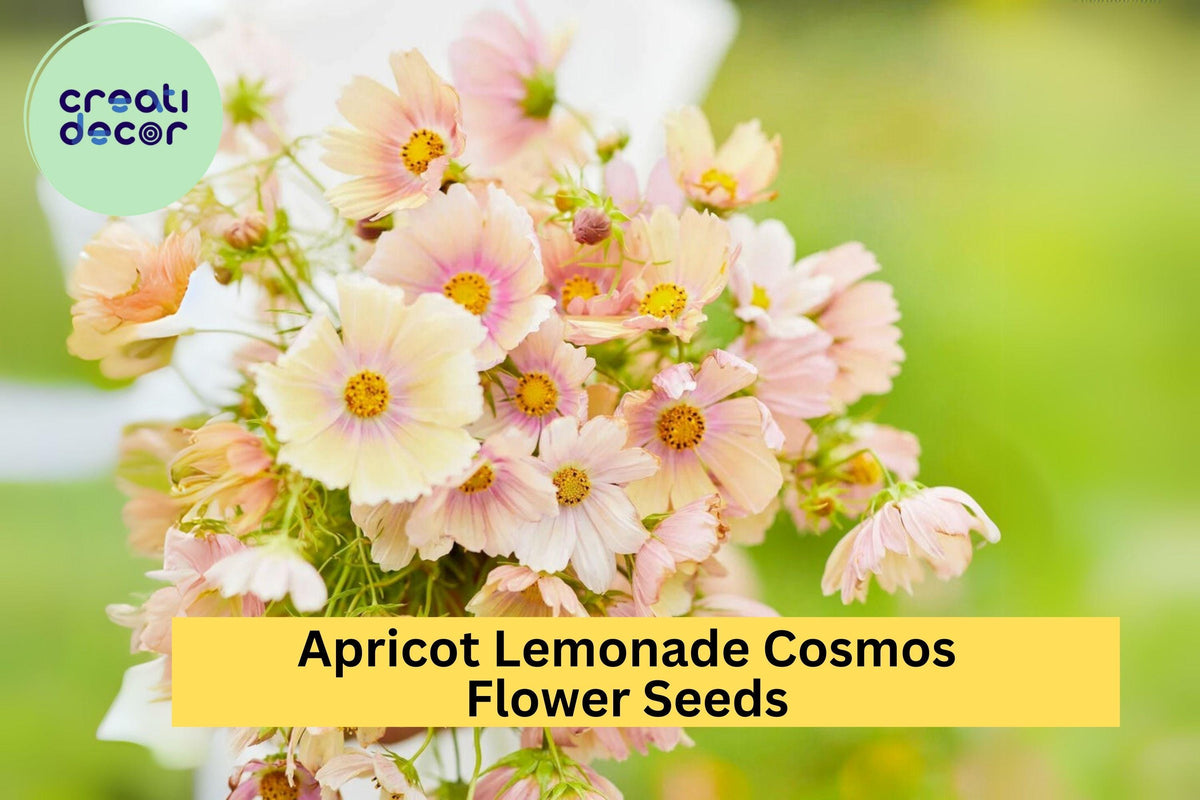 Apricot Lemonade Cosmos Seeds - 200+ Rare Pastel Annual Flowers for Gardens, Borders & Pollinators - Cosmos bipinnatus