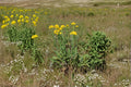 Stiff Goldenrod Seeds – Native Prairie Perennial, Solidago rigida, Late-Season Bloomer, Bee & Butterfly Attractant, 100 Seeds