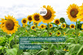 Giant Mammoth Russian Sunflower Seeds – Heirloom, 10" Blooms, Tall 8-12 ft, Pollinator & Bird-Friendly, USDA Zones 2-11