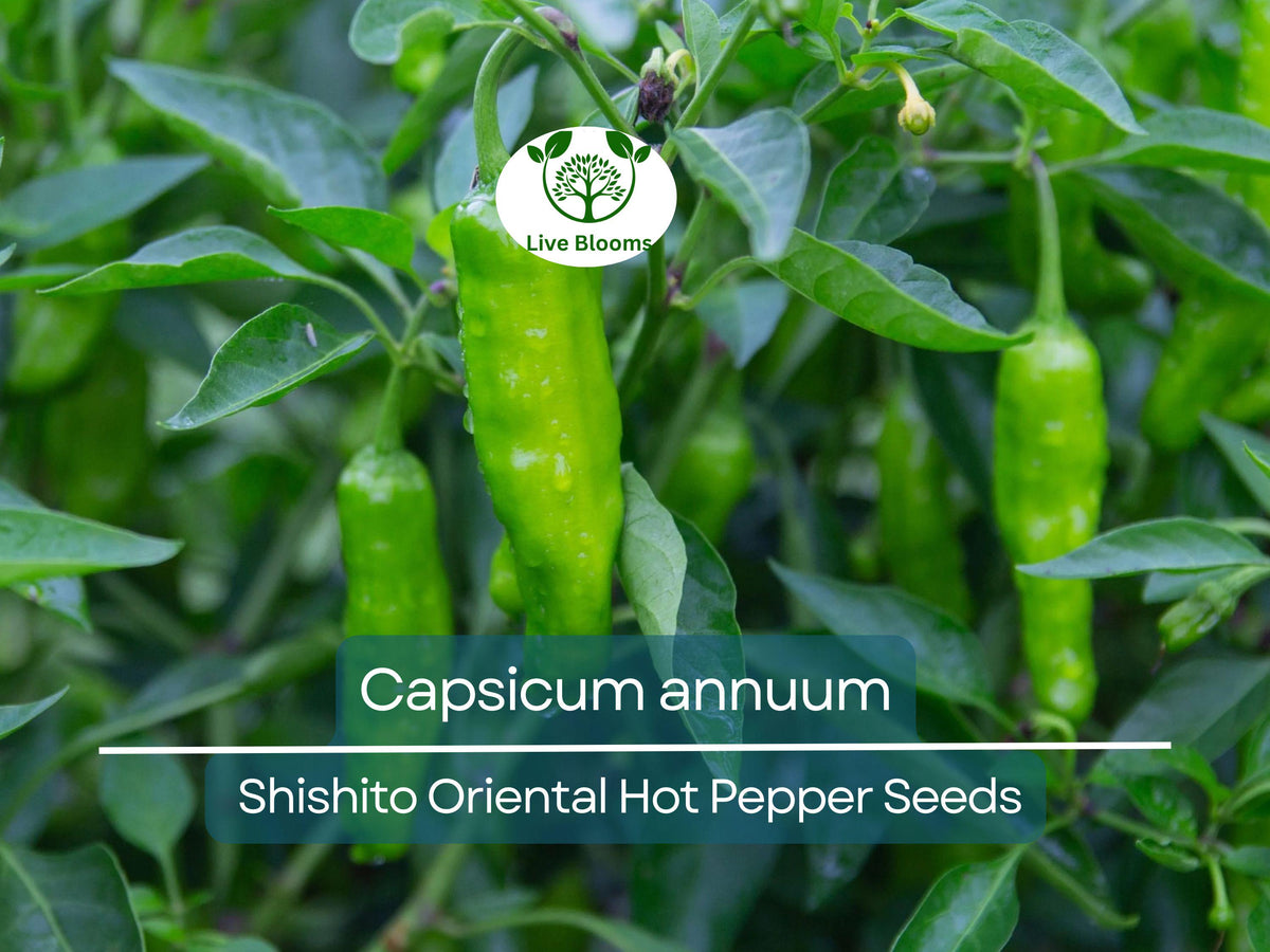 250 mg Shishito Oriental Hot Pepper Seeds, Capsicum annuum, Mildly Spicy Japanese Pepper for Sautéing, Grilling, and Home Gardening