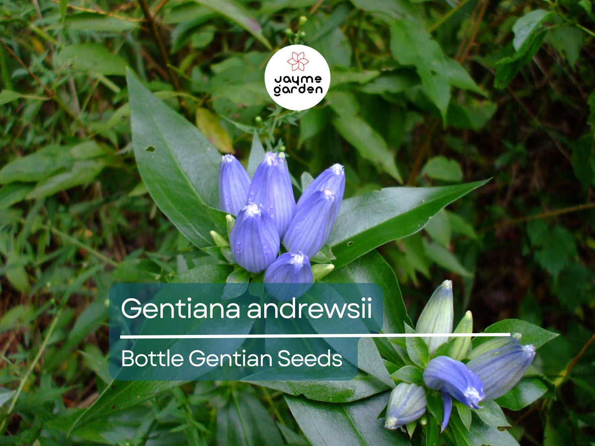 750 Seeds Gentiana Andrewsii Bottle Gentian Seeds Native Blue Wildflower Pollinator-Friendly Perennial Garden & Meadow