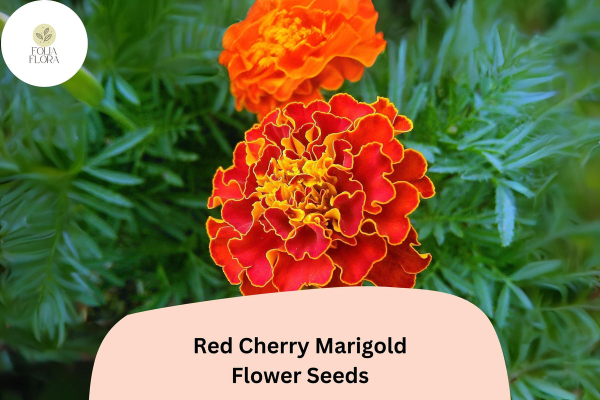 Red Cherry Marigold Seeds | Tagetes patula | Bright Red French Marigold Flowers for Gardens & Containers