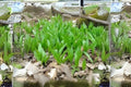 Wild Leek Ramp Seeds – 10 Premium Allium tricoccum Edible Perennial Herb for Shaded Gardens