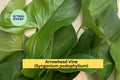 Rooted Arrowhead Vine Cuttings | Syngonium podophyllum Houseplant | Trailing Green Foliage for Indoor Gardening