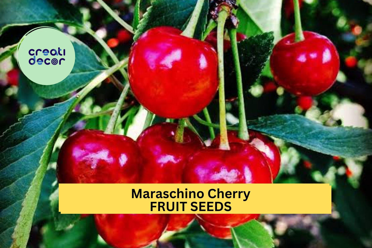 Maraschino Cherry Seeds – Sweet Red Fruit Tree for Garden, Backyard, Container – Prunus cerasus