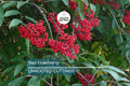 Red Elderberry Cuttings - Sambucus racemosa Native Shrub with Edible Berries, Wildlife-Friendly, Fast-Growing Unrooted Plant