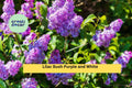 Bare Root Lilac Bushes Set – 10 Live Syringa vulgaris Shrubs with Purple & White Flowers for Garden Borders & Landscaping
