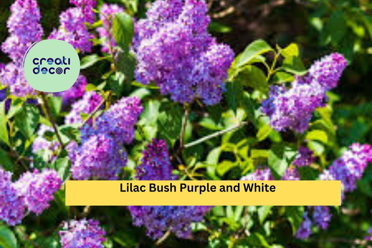 Bare Root Lilac Bushes Set – 10 Live Syringa vulgaris Shrubs with Purple & White Flowers for Garden Borders & Landscaping