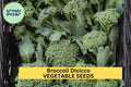 Broccoli Di Cicco Seeds 3 Pack – Italian Heirloom, Compact Green Heads, Brassica oleracea var. italica, Vegetable Garden, Container Planting